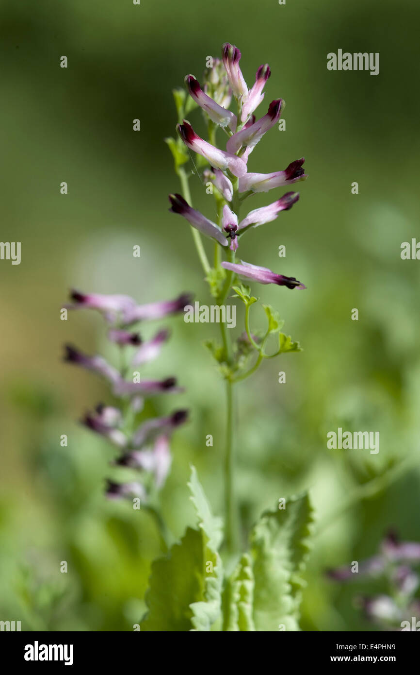 Comune, fumaria fumaria officinalis Foto Stock