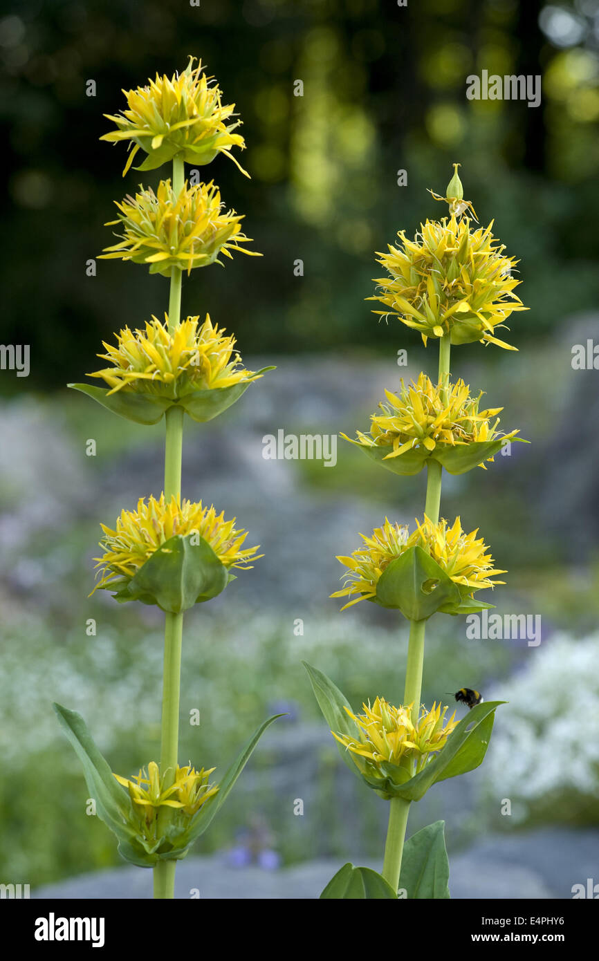 Grande giallo, genziana lutea gentiana Foto Stock