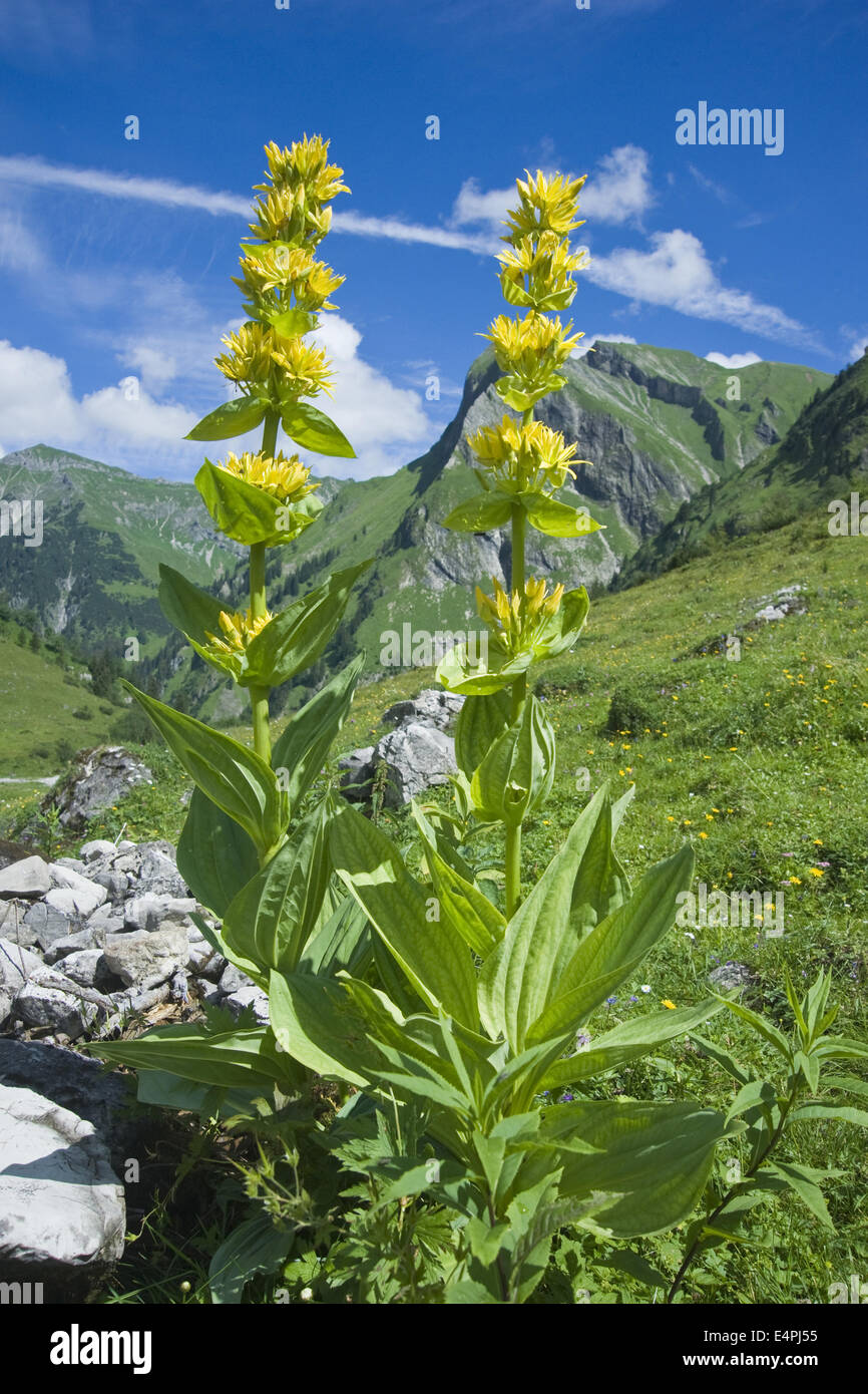 Grande giallo, genziana lutea gentiana Foto Stock