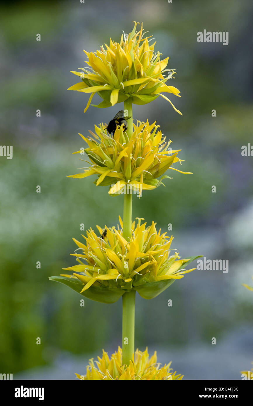 Grande giallo, genziana lutea gentiana Foto Stock