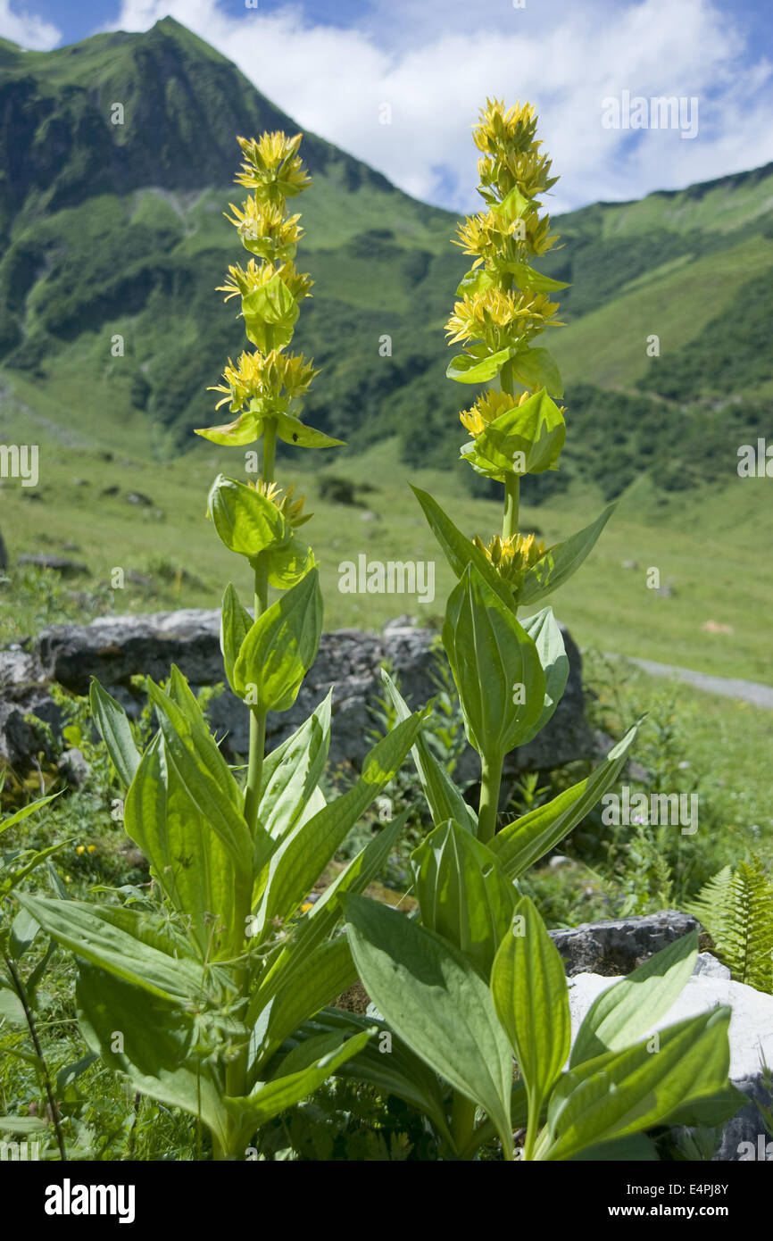 Grande giallo, genziana lutea gentiana Foto Stock
