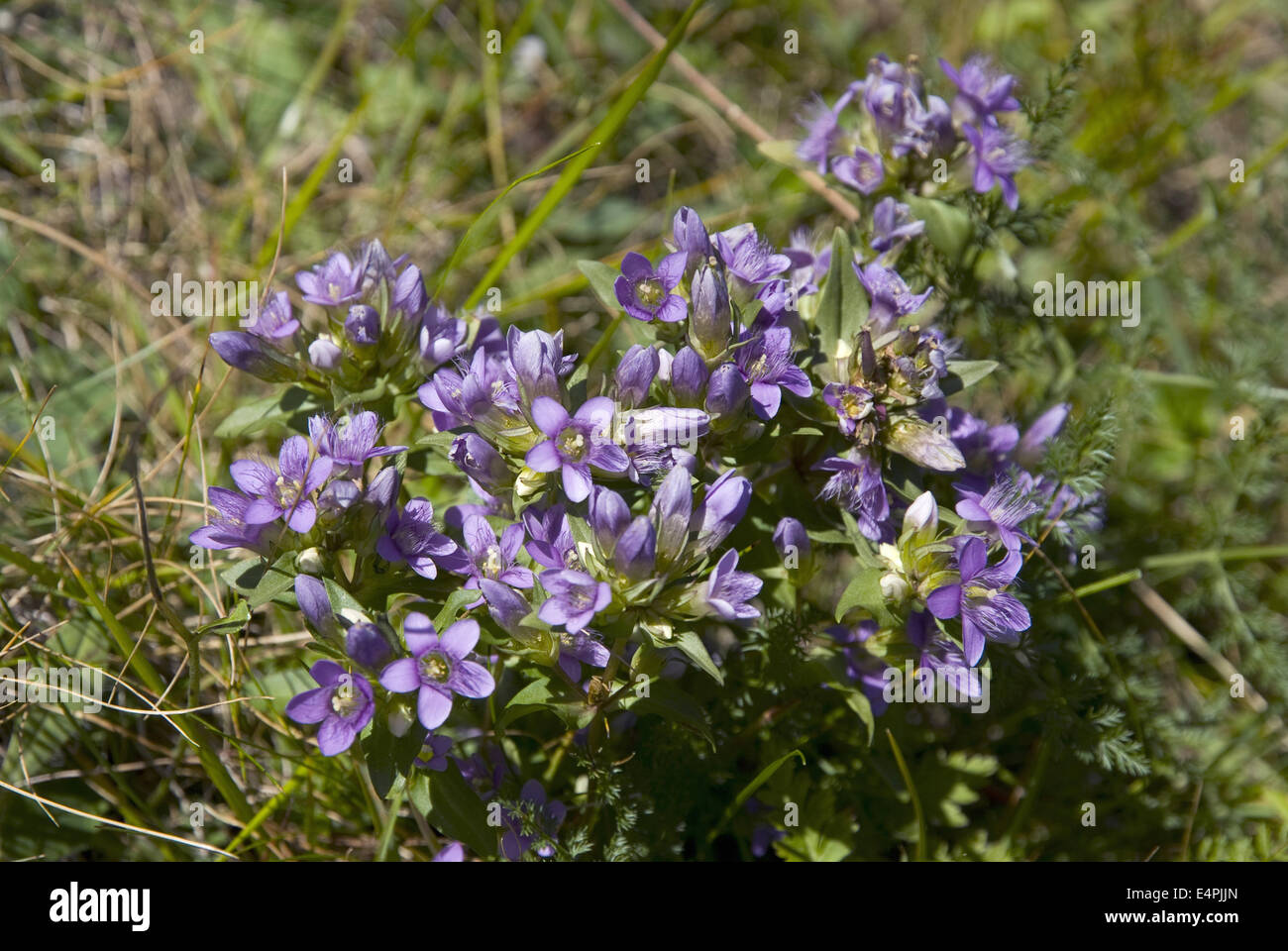 Chiltern genziana, gentianella germanica Foto Stock