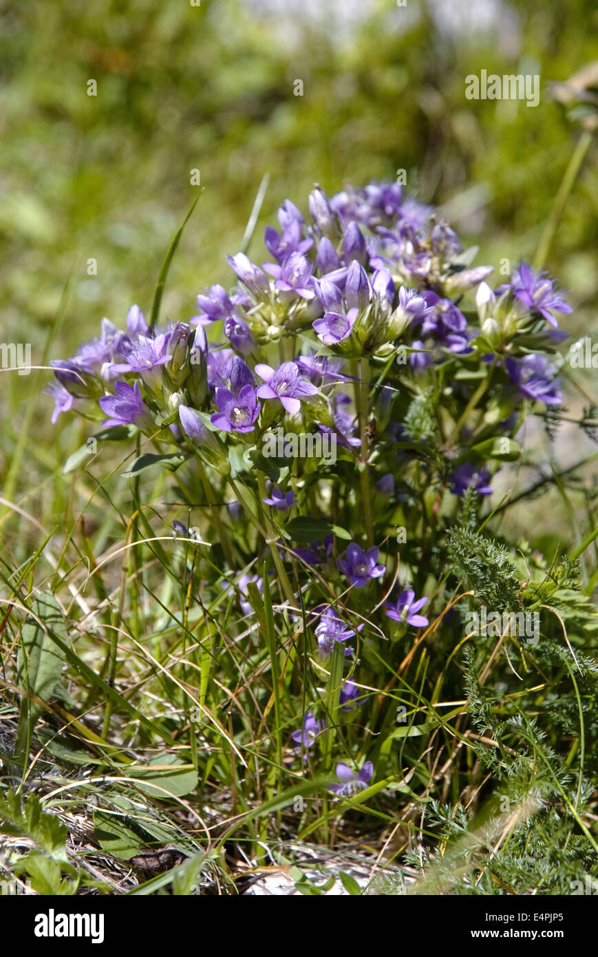 Chiltern genziana, gentianella germanica Foto Stock