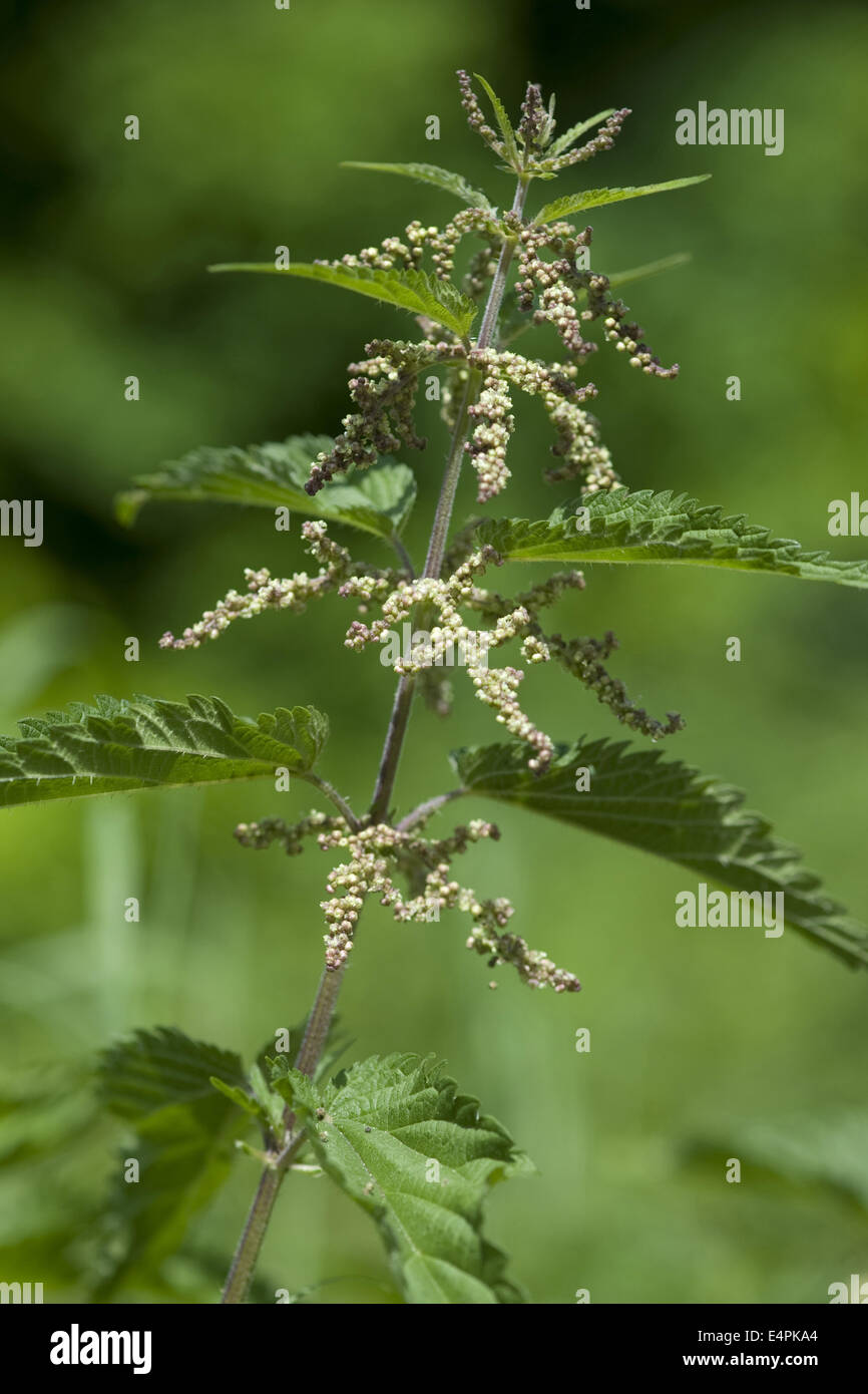 Comune, Ortica Urtica dioica Foto Stock