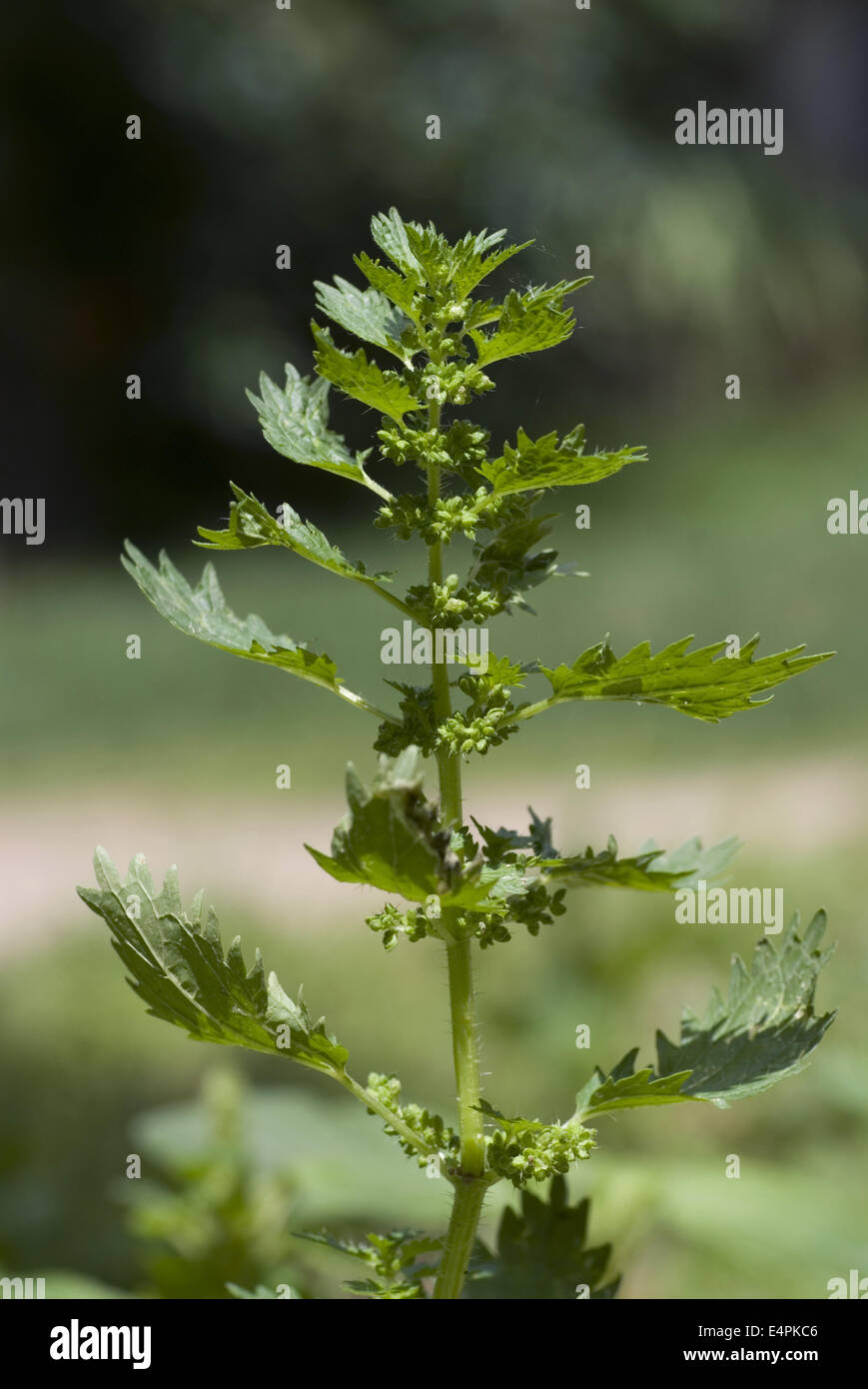 Annuale, Ortica urtica urens Foto Stock