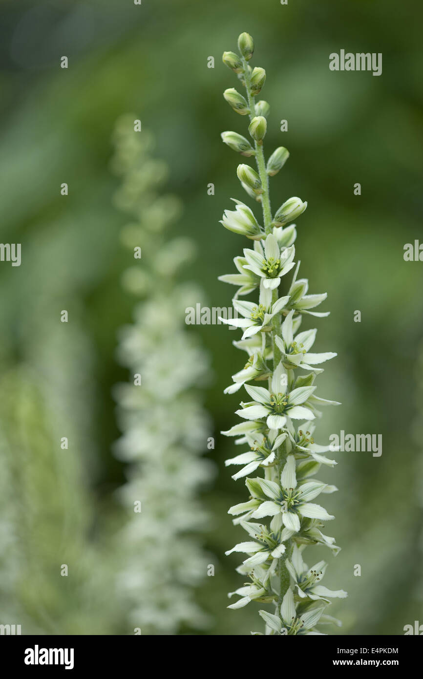 L'elleboro bianco, Veratrum album Foto Stock