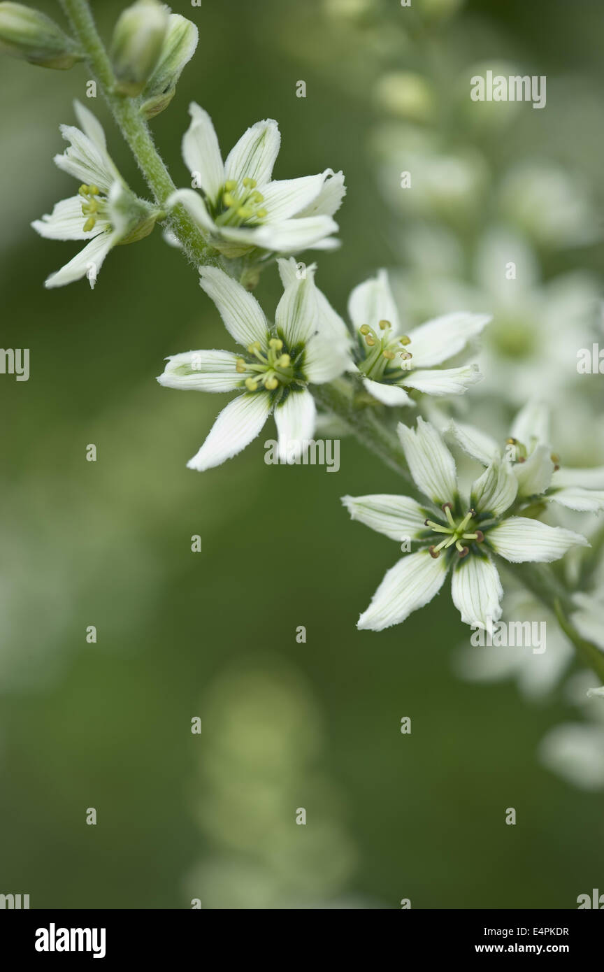 L'elleboro bianco, Veratrum album Foto Stock