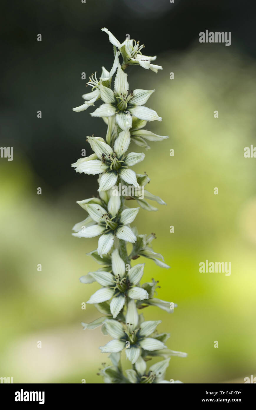 L'elleboro bianco, Veratrum album Foto Stock