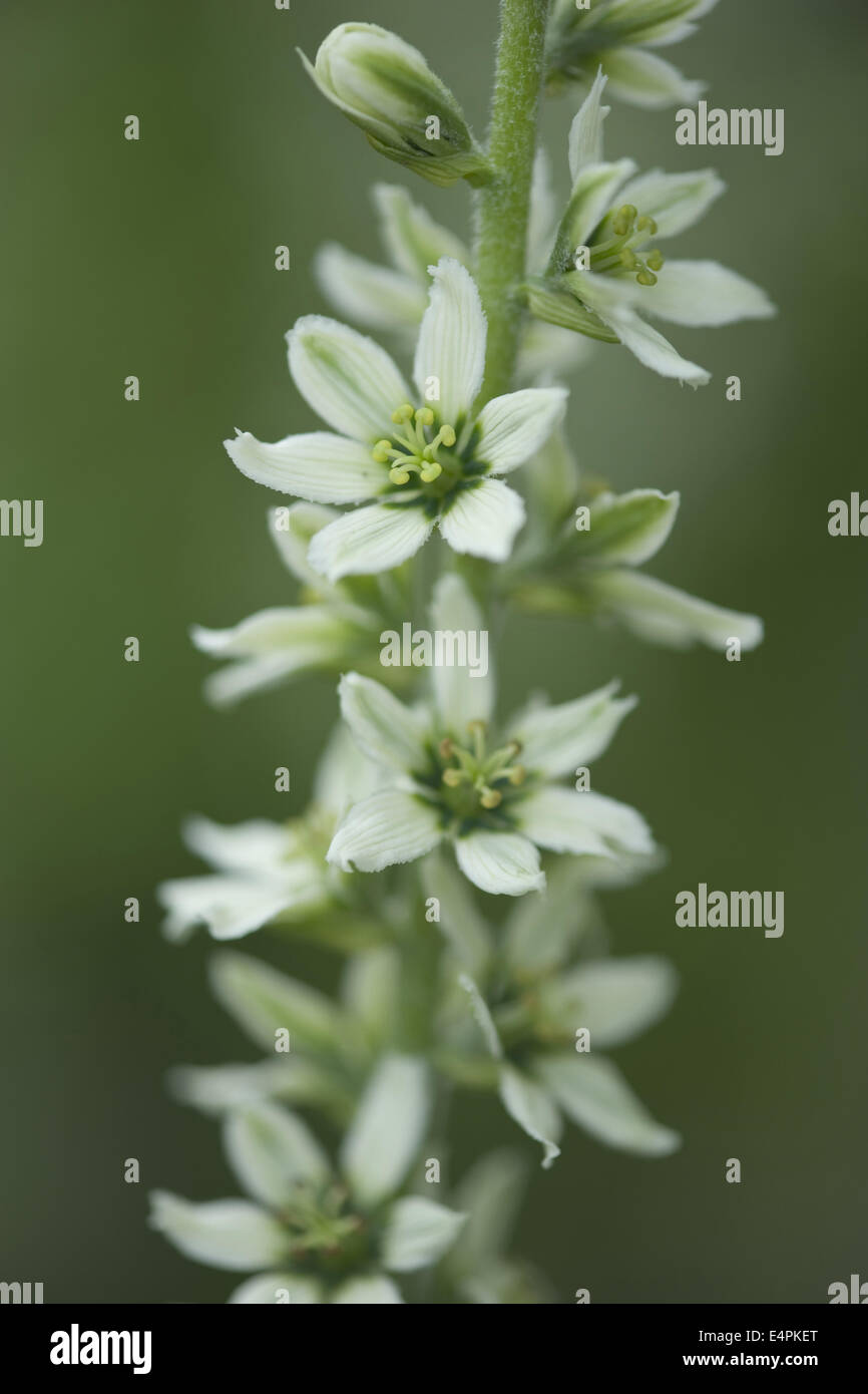 L'elleboro bianco, Veratrum album Foto Stock