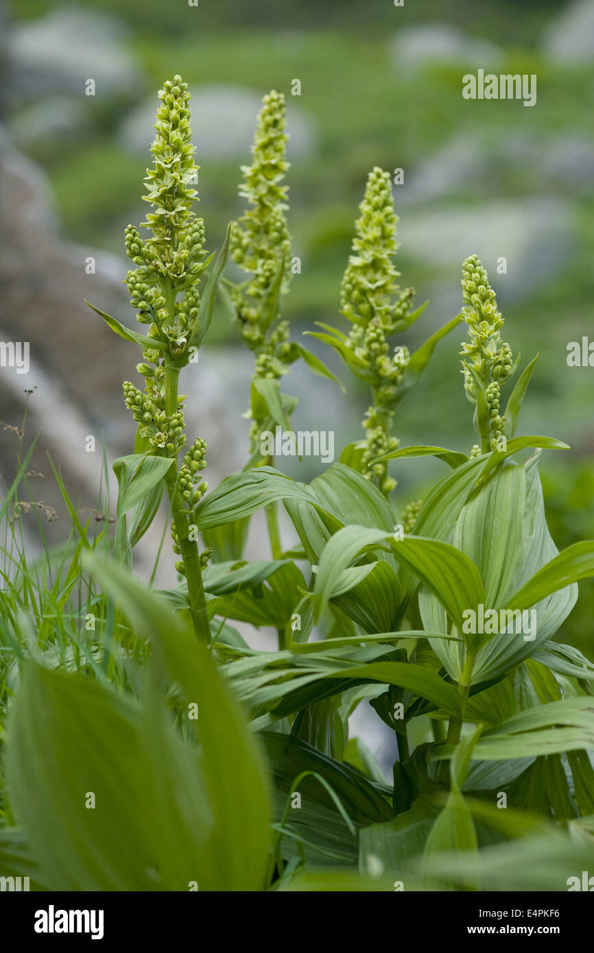 L'elleboro bianco, Veratrum album ssp. lobelianum Foto Stock