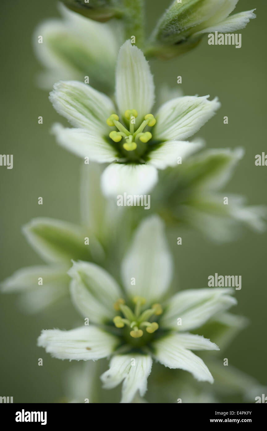 L'elleboro bianco, Veratrum album Foto Stock