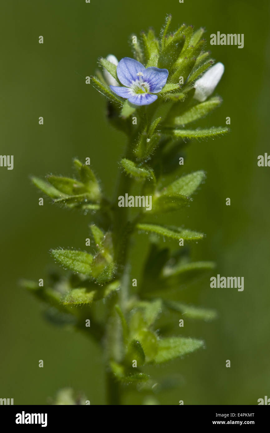 Il mais speedwell, Veronica arvense Foto Stock