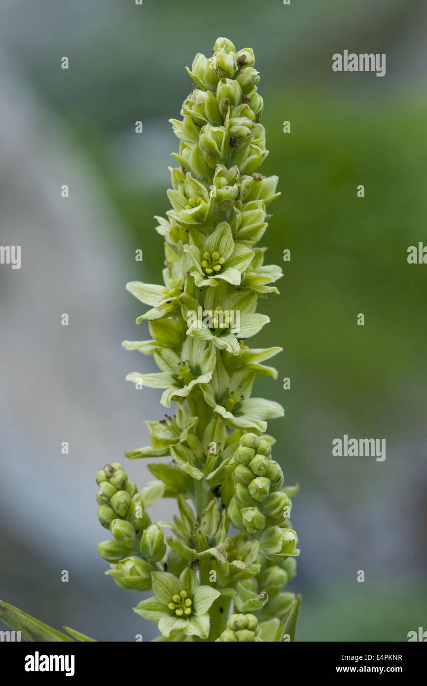 L'elleboro bianco, Veratrum album ssp. lobelianum Foto Stock