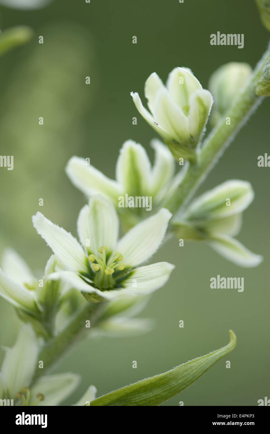 L'elleboro bianco, Veratrum album Foto Stock