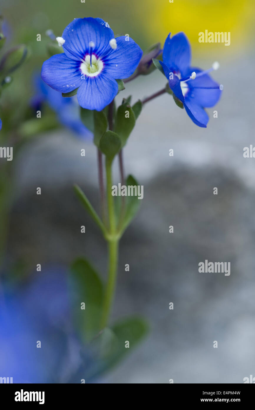 Rock speedwell, Veronica fruticans Foto Stock