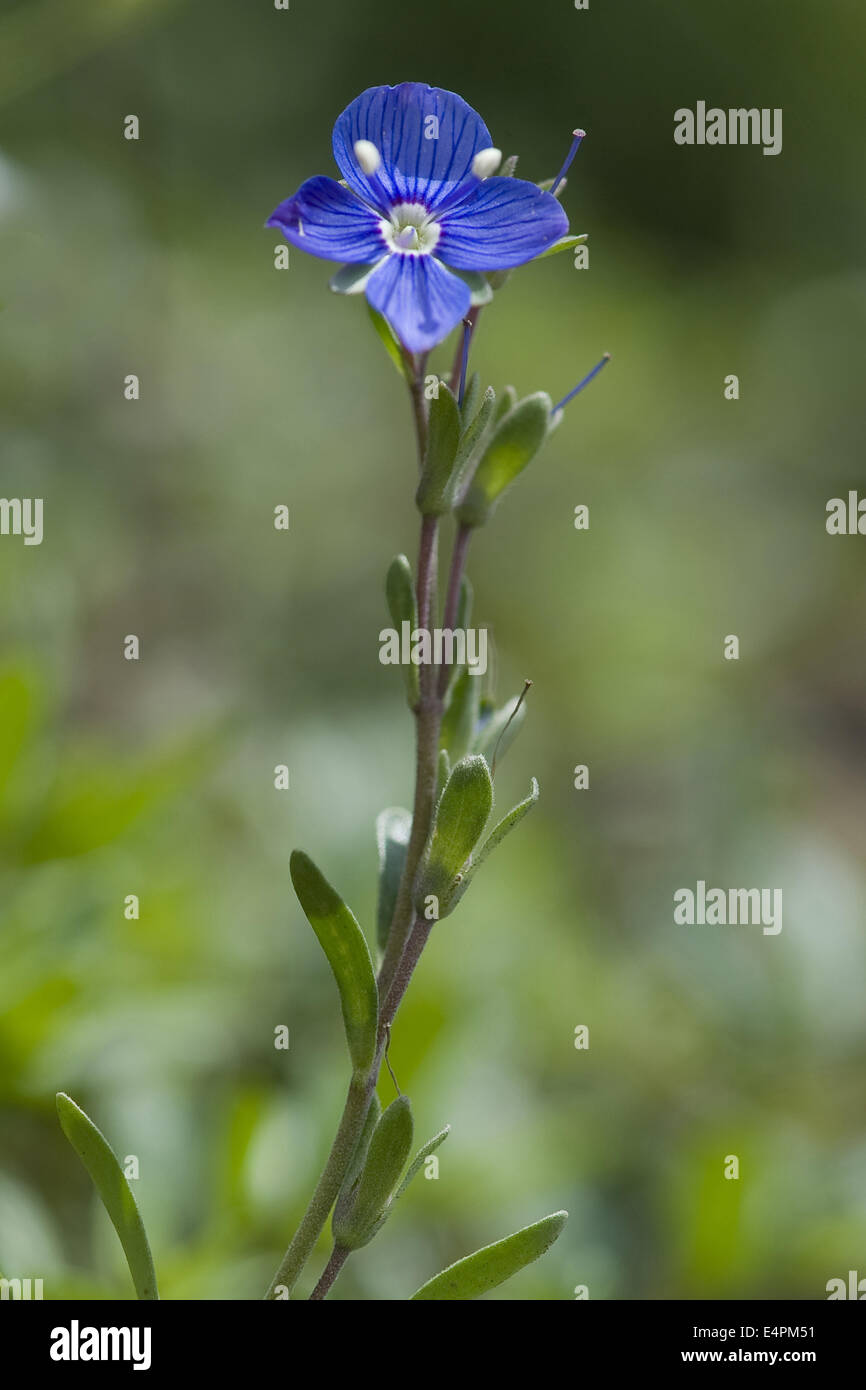 Rock speedwell, Veronica fruticans Foto Stock