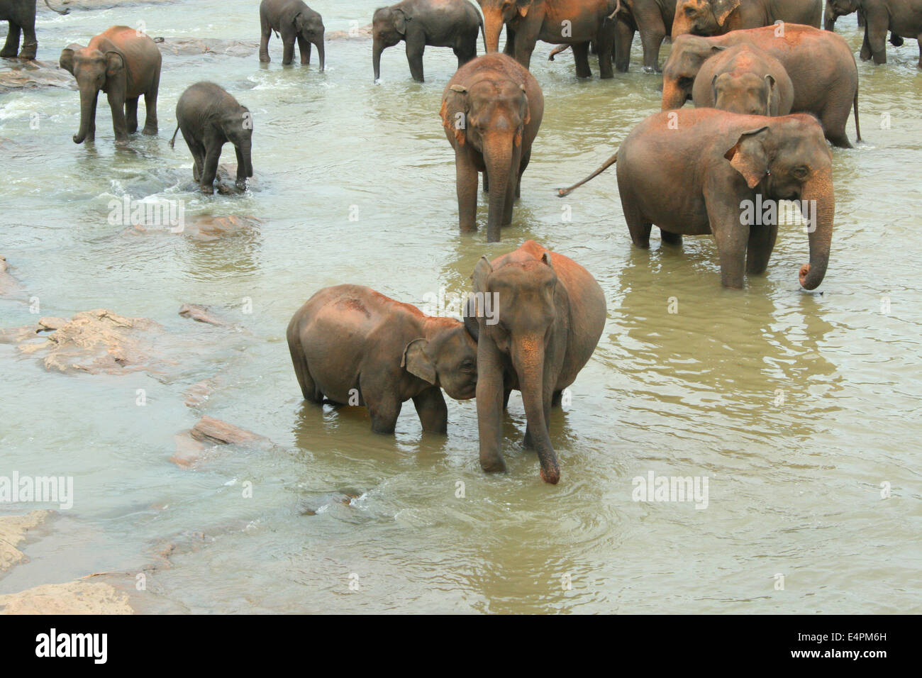 Elefanten im Fluss Foto Stock