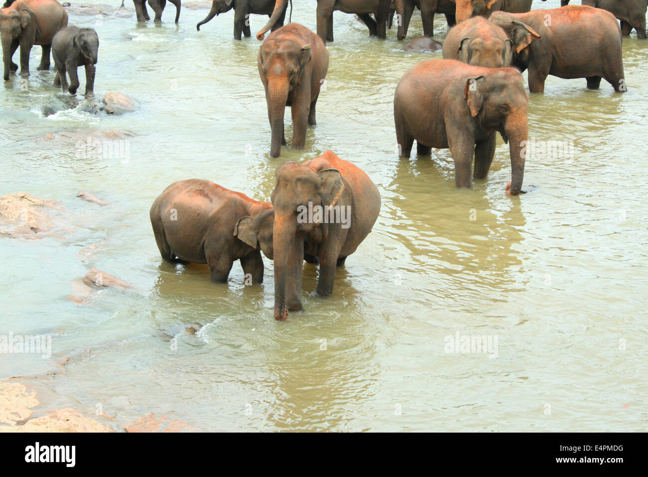 Elefantenherde Foto Stock