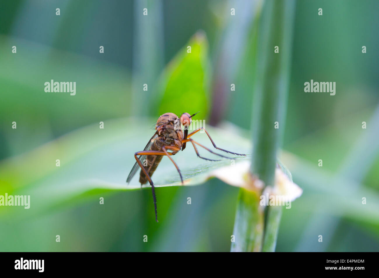 Fliege auf einem Blatt Foto Stock