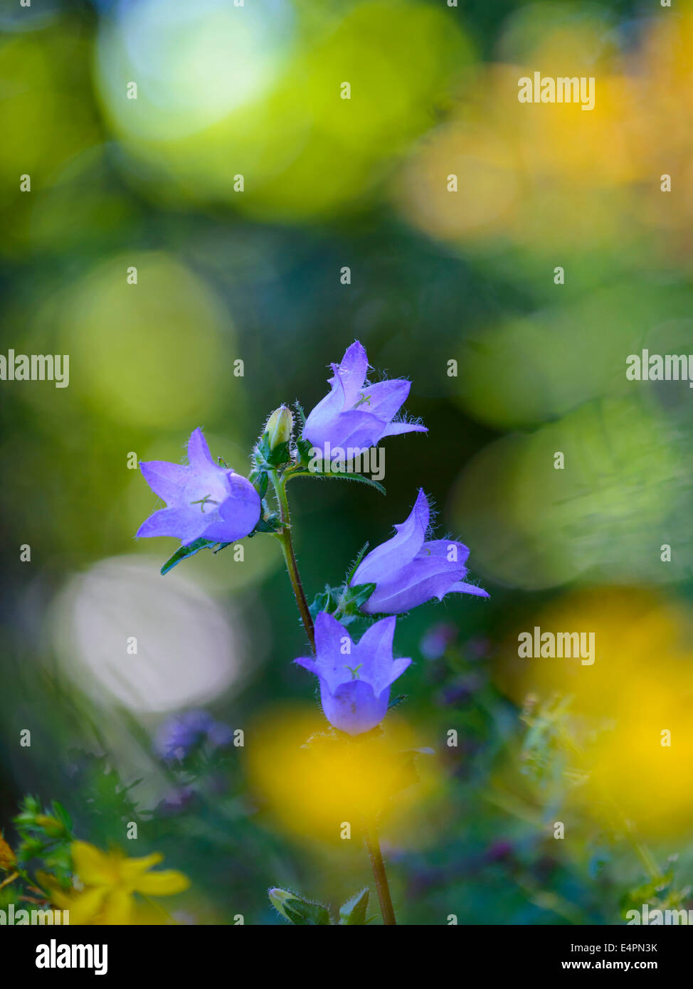 La Campanula barbuto, campanula barbata, Bassa Sassonia, Germania Foto Stock