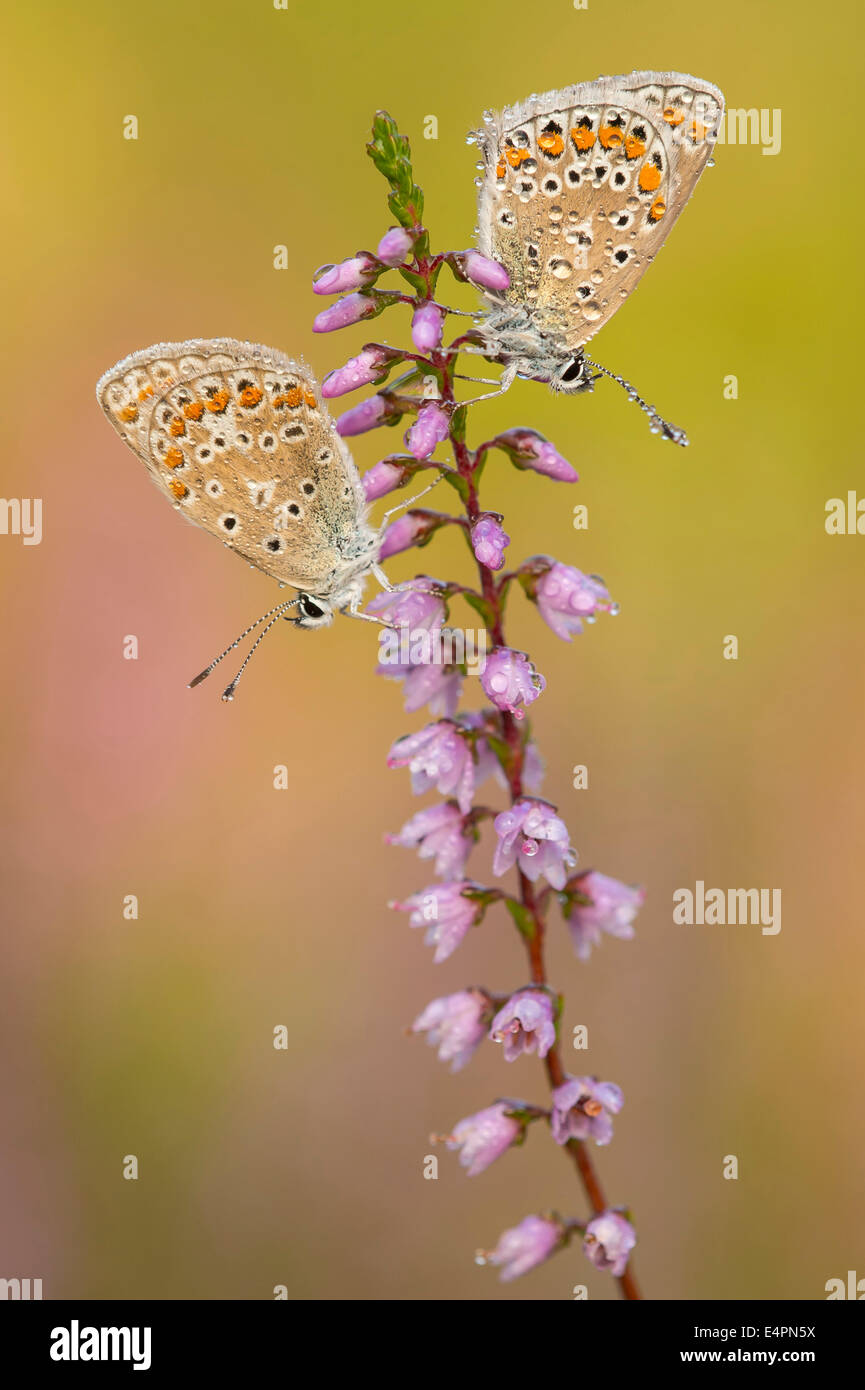 Comune (blues polyommatus icarus) su comuni heather, Bassa Sassonia, Bassa Sassonia (Germania) Foto Stock