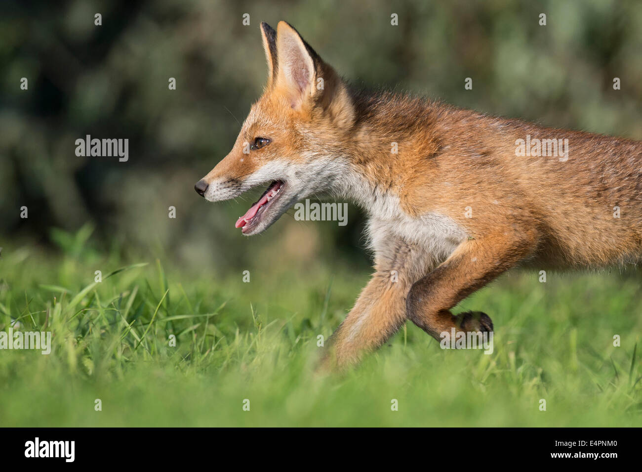 I capretti red fox, vulpes vulpes, vechta distretto, Bassa Sassonia, Bassa Sassonia (Germania) Foto Stock