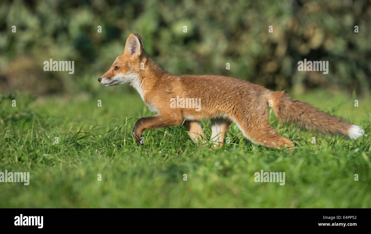 I capretti red fox, vulpes vulpes, vechta distretto, Bassa Sassonia, Bassa Sassonia (Germania) Foto Stock