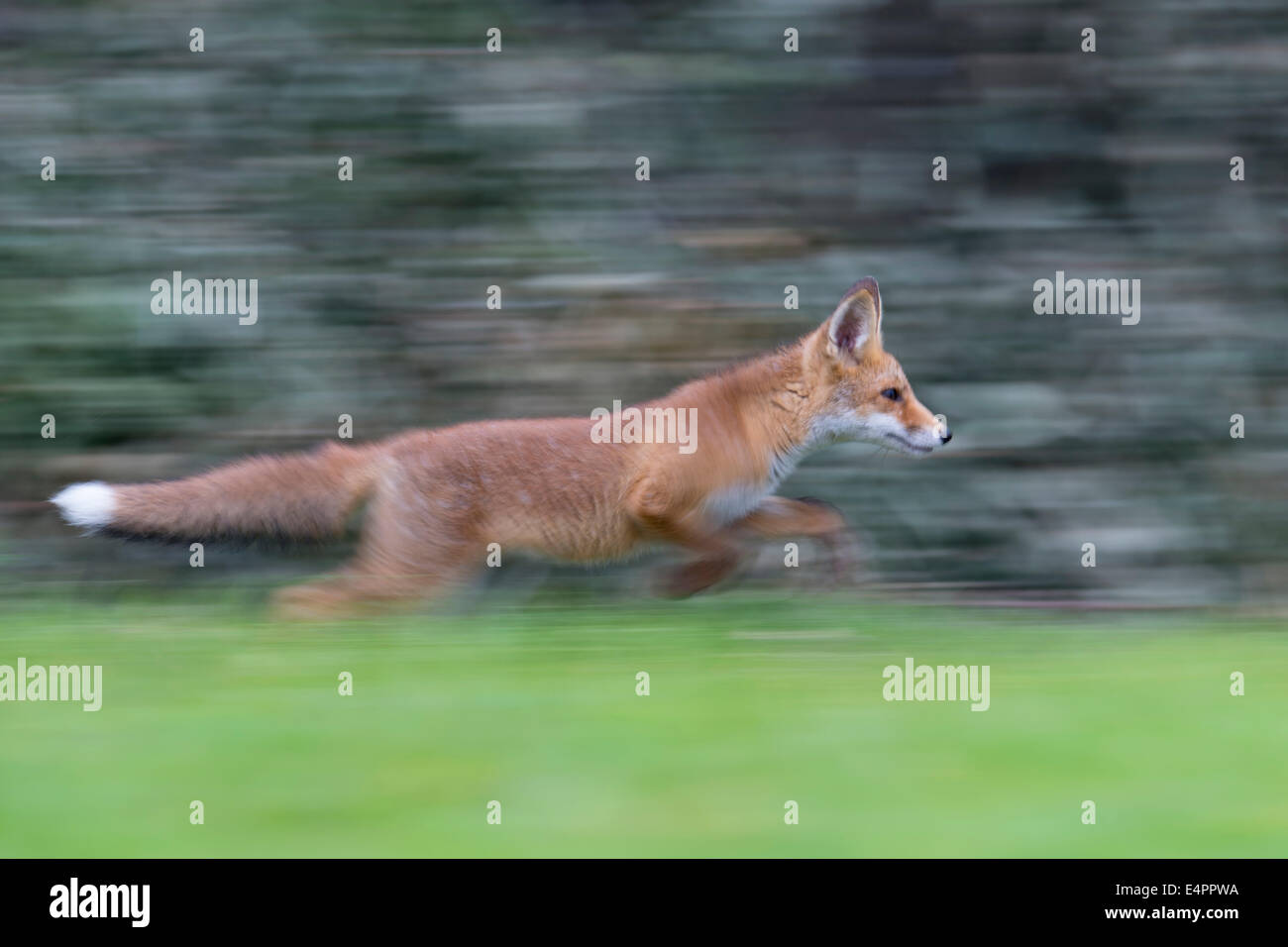 I capretti red fox, vulpes vulpes, vechta distretto, Bassa Sassonia, Bassa Sassonia (Germania) Foto Stock