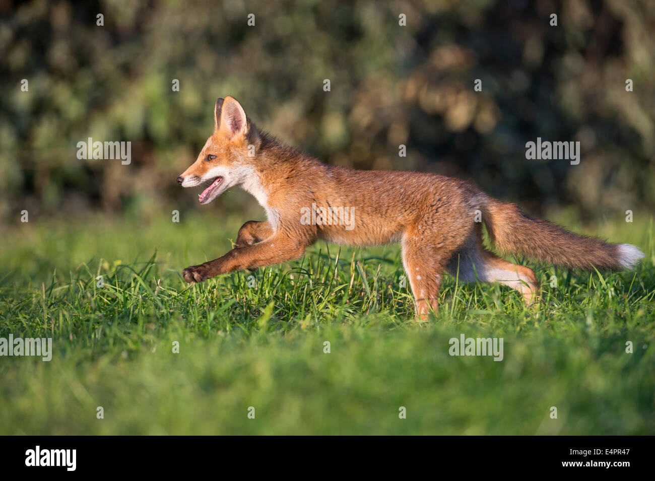 I capretti red fox, vulpes vulpes, vechta distretto, Bassa Sassonia, Bassa Sassonia (Germania) Foto Stock