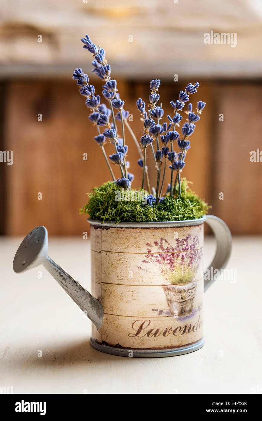 Immagine del lavendel in un piccolo annaffiatoio Foto Stock