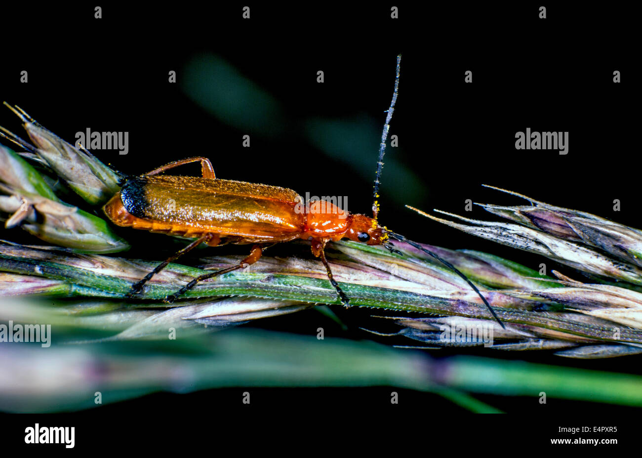 Bellissima rosso marrone beetle Foto Stock