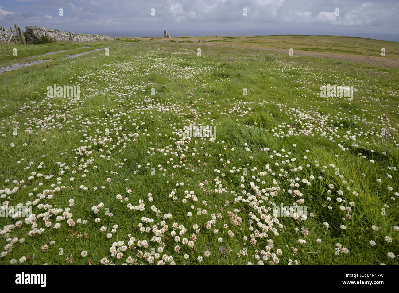 Trifoglio bianco - Trifolium repens (Fabaceae) Foto Stock