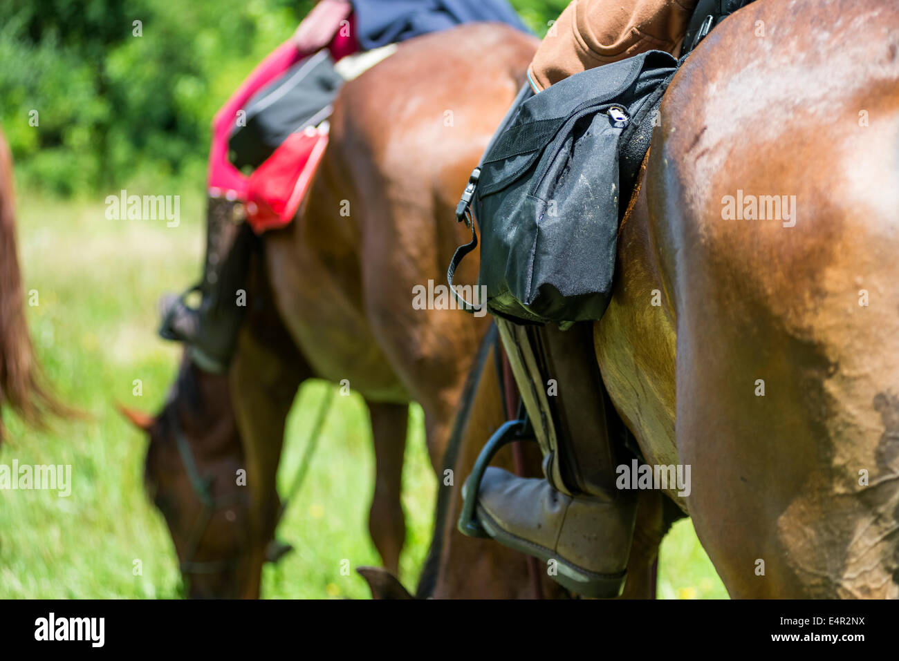 Donne Equitazione in natura Foto Stock