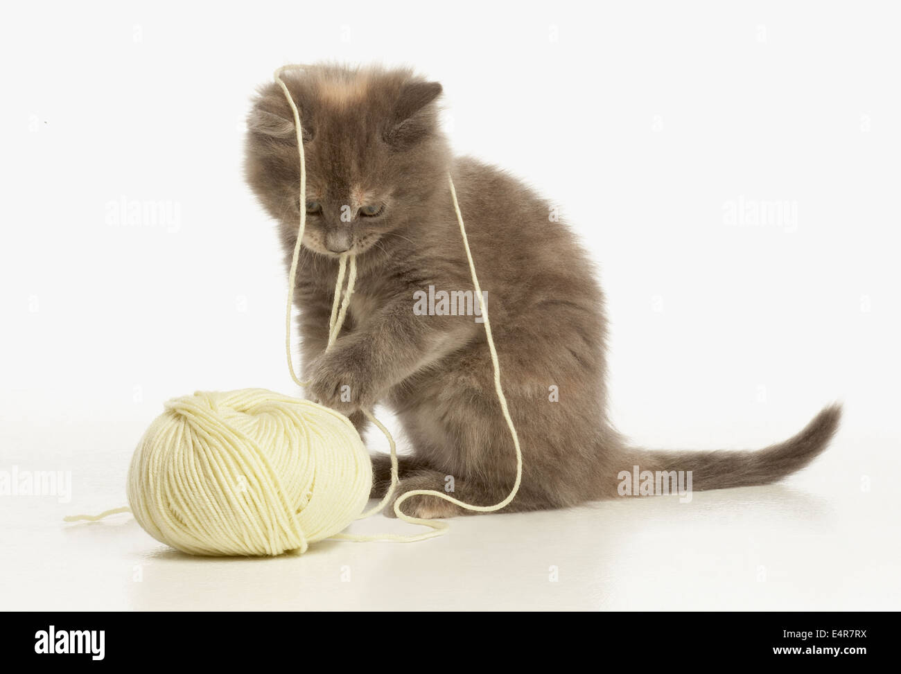 Gattino gioca con la palla di lana Foto Stock