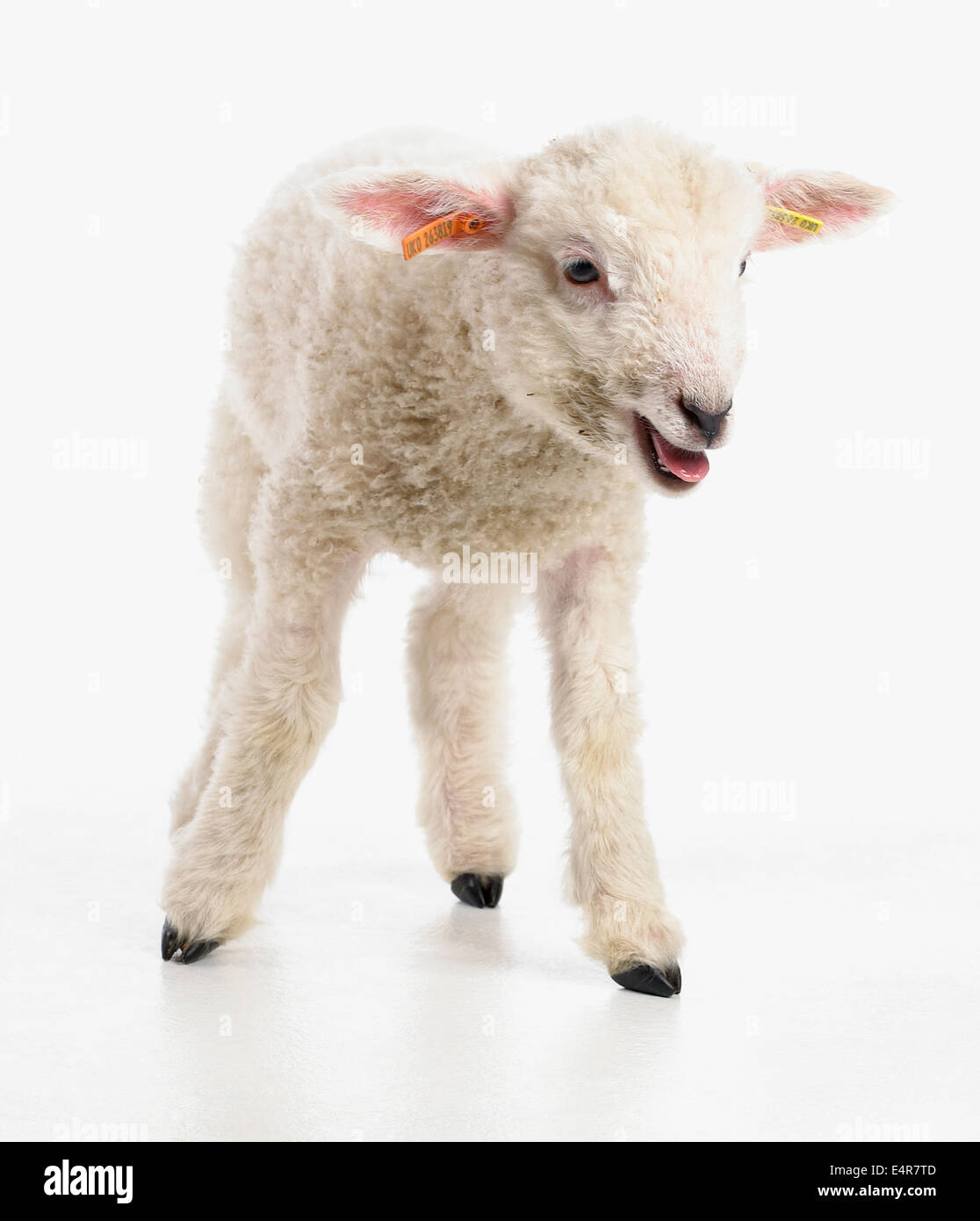 Romney pecore, 4 settimane maschi Foto Stock