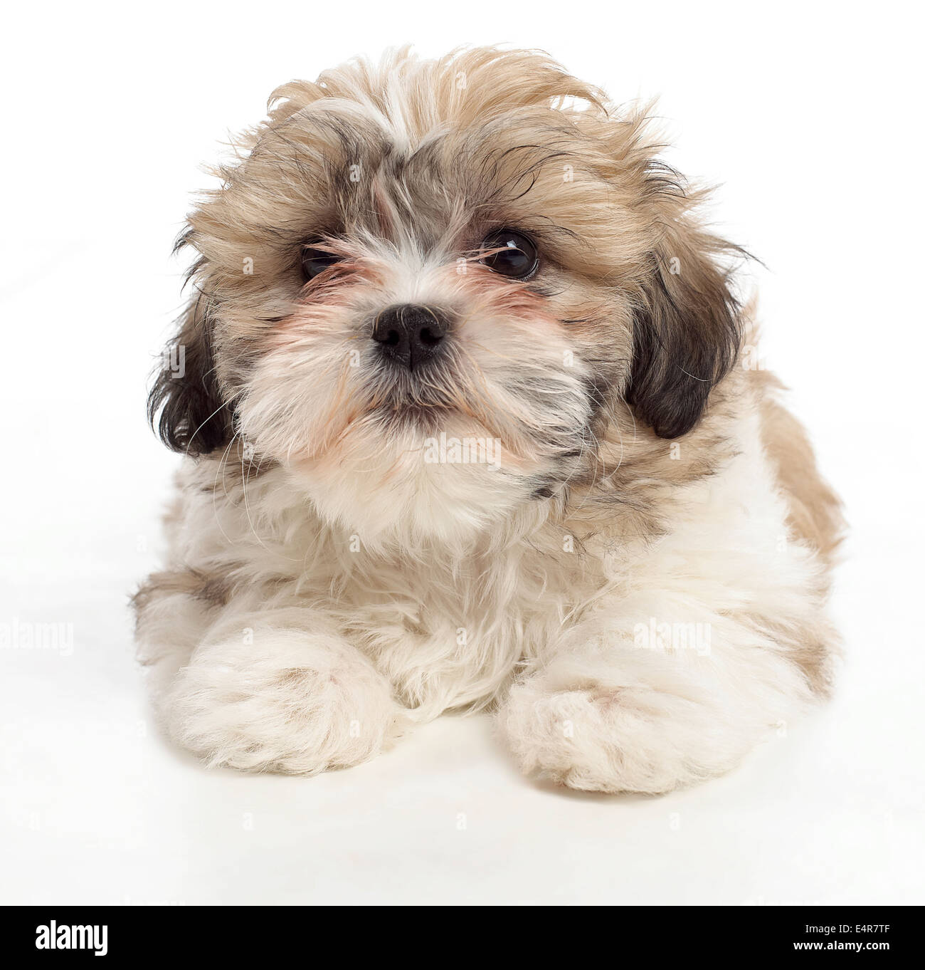 Shih Tzu cucciolo, 8 settimane Foto Stock