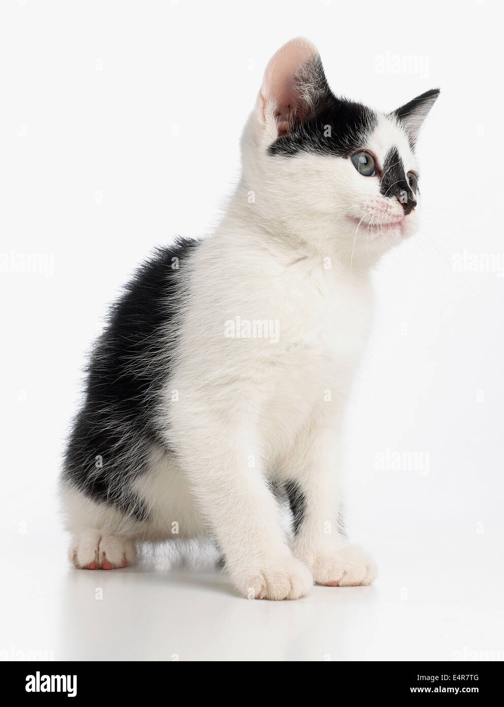 Bianco e nero gattino, 8 settimane Foto Stock