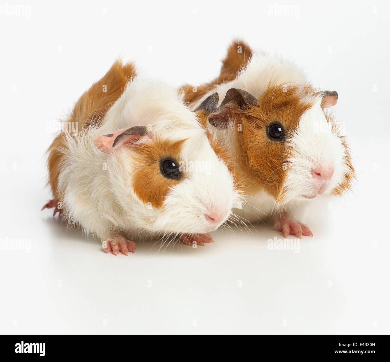 Giovani abissino di cavie Foto Stock