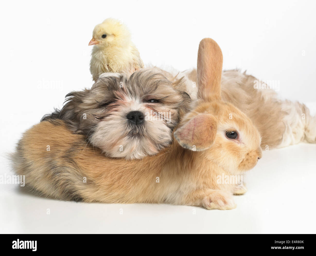 Giovani Lop Dwarf Rabbit, Shih Tzu cucciolo e pulcino insieme a riposo Foto Stock