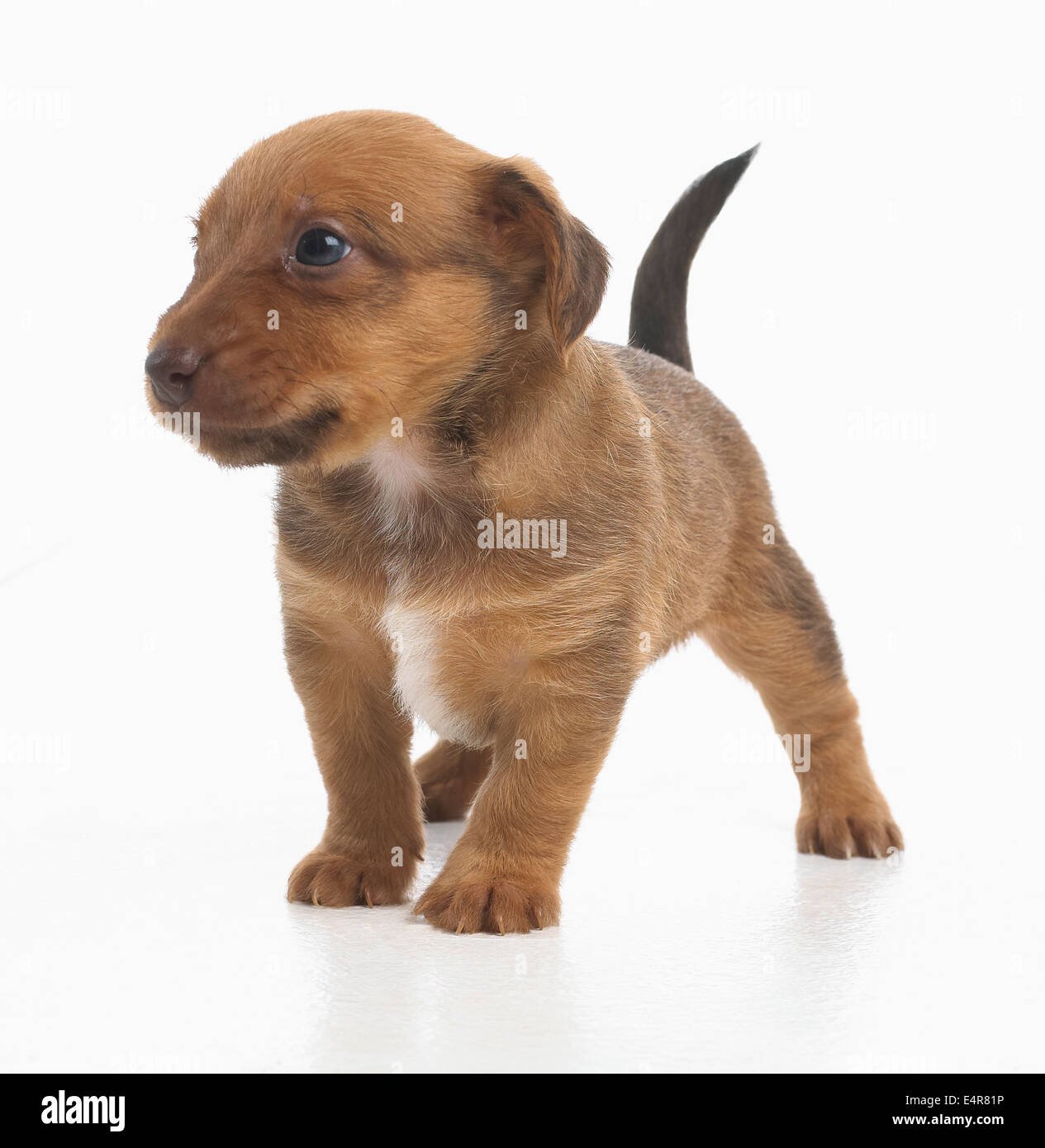 Jack Russell Terrier Lakeland cross, cucciolo, 5 settimane di età Foto Stock