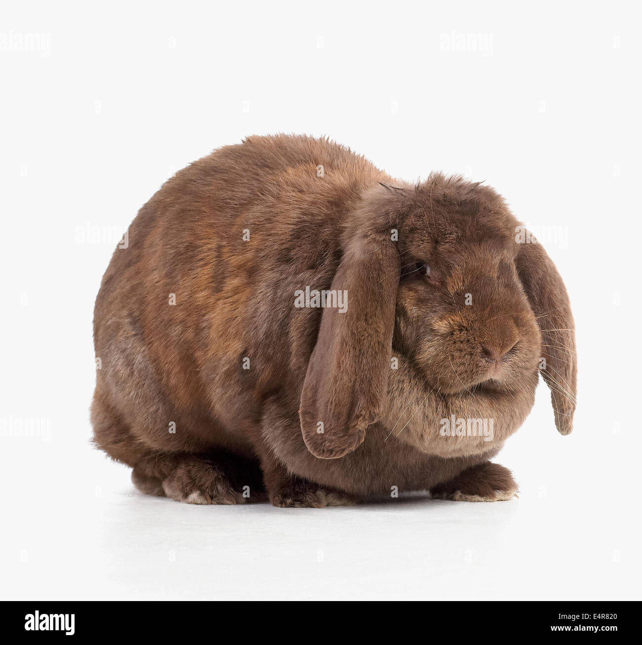 Lop francese di coniglio, 2-year-old, femmina Foto Stock