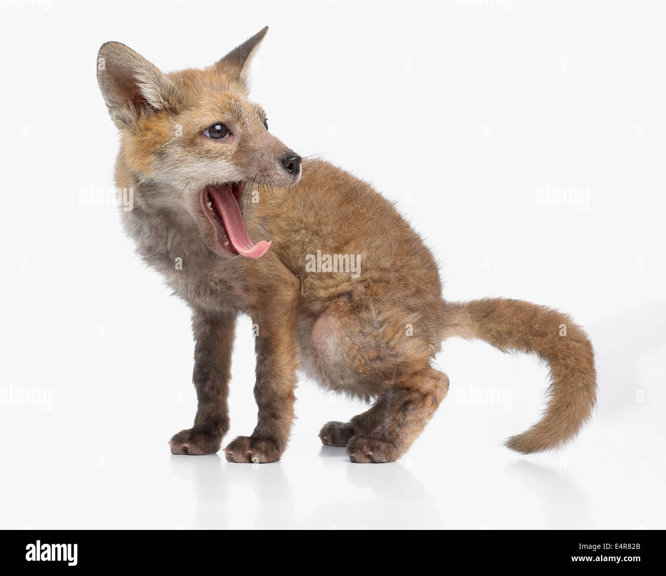 Fox cub, rosso volpe (Vulpes vulpes), 5 settimane di età Foto Stock