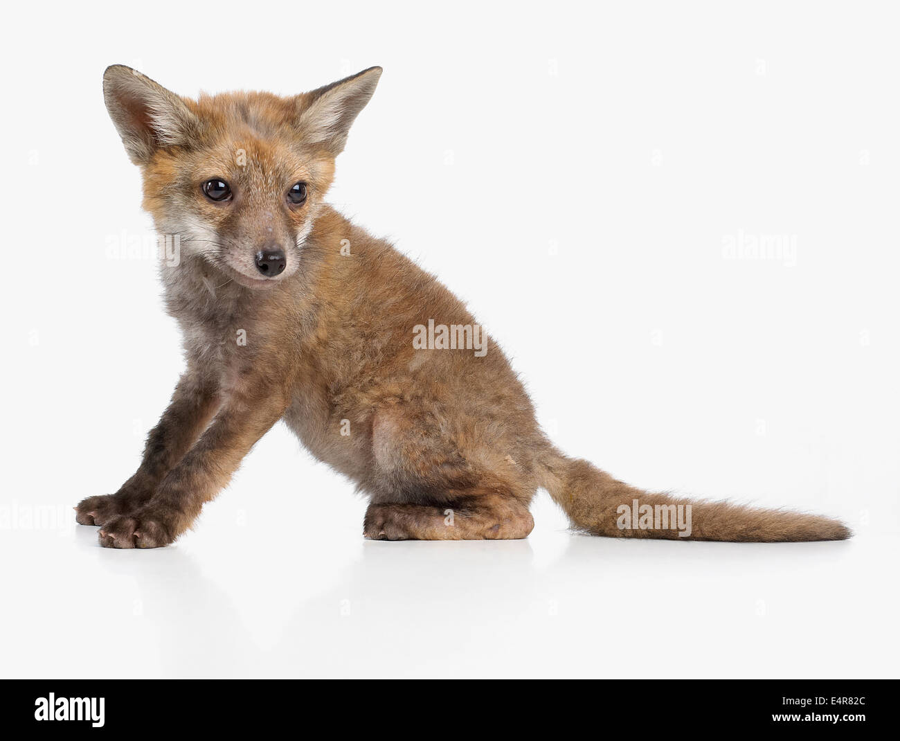 Fox cub, rosso volpe (Vulpes vulpes), 5 settimane di età Foto Stock