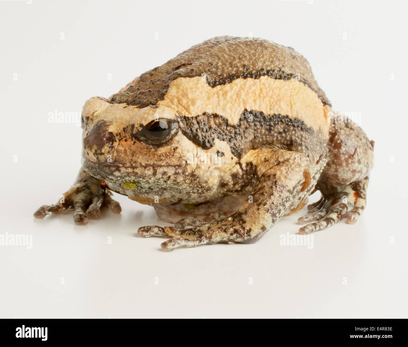 Nastrare rana toro, Chubby Frog (Kaloula pulchra) Foto Stock