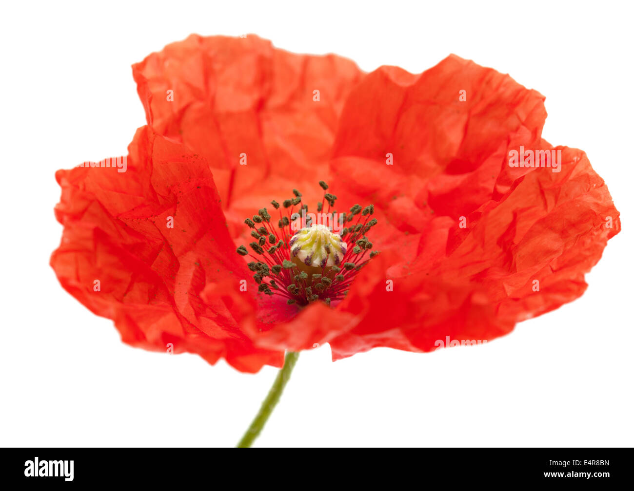 A lungo guidato il papavero isolati su sfondo bianco Foto Stock