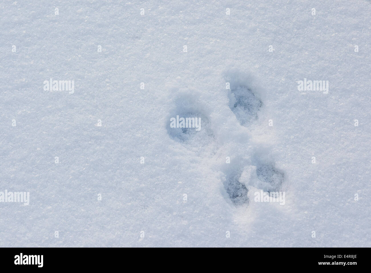 Scoiattolo rosso, Eurasian scoiattolo rosso via nella neve, Eichhörnchen, Sperone, Schnee, Trittsiegel, Sciurus vulgaris, Écureuil d'Europa Foto Stock