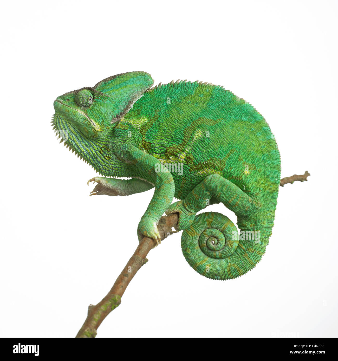 Yemen Chameleon, velata Chameleon (Chamaeleo calyptratus) Foto Stock