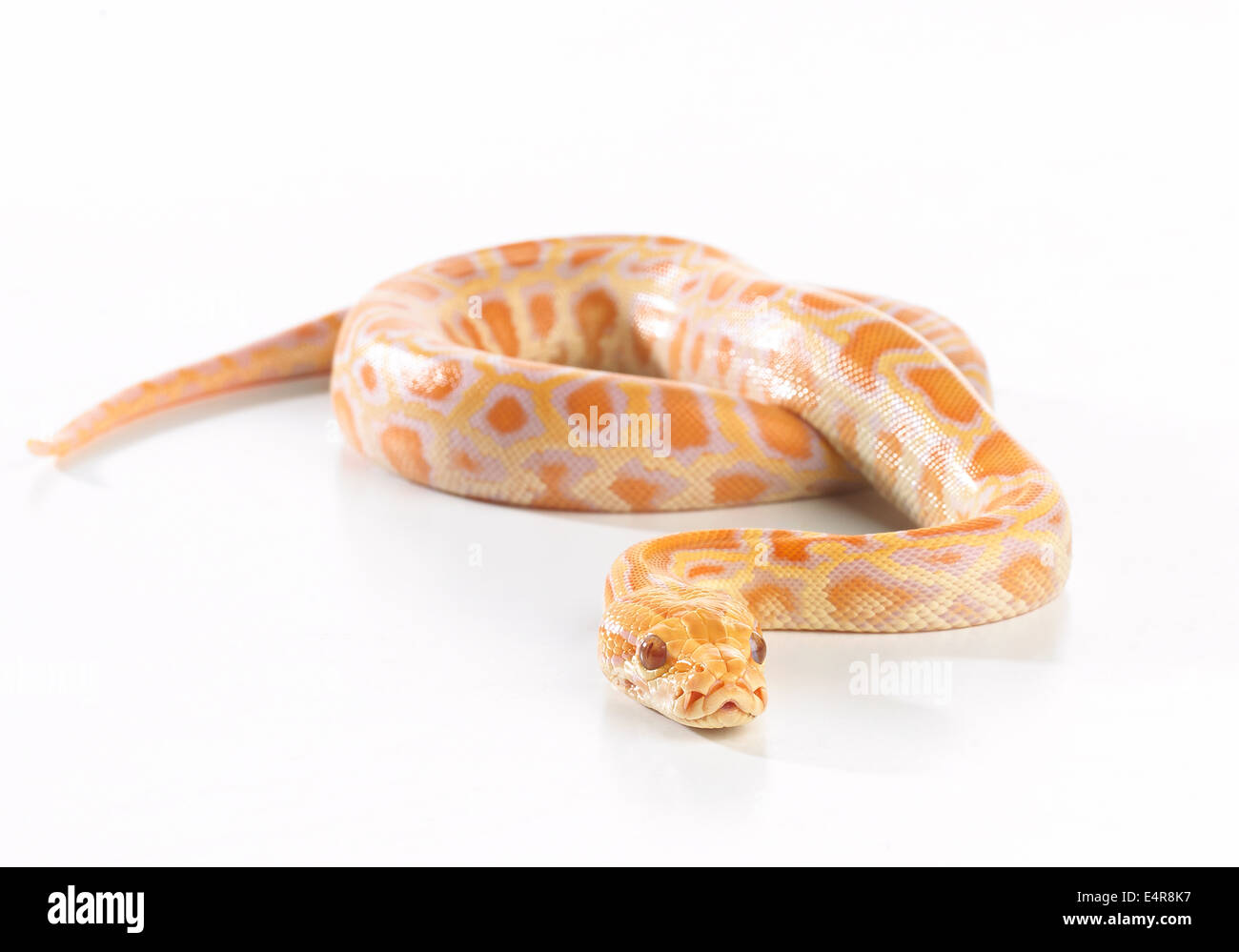 Albino Burmese Python (bivittatus Python), 8 settimane maschi Foto Stock