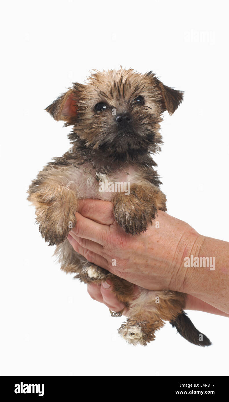 Che tiene un cucciolo Foto Stock