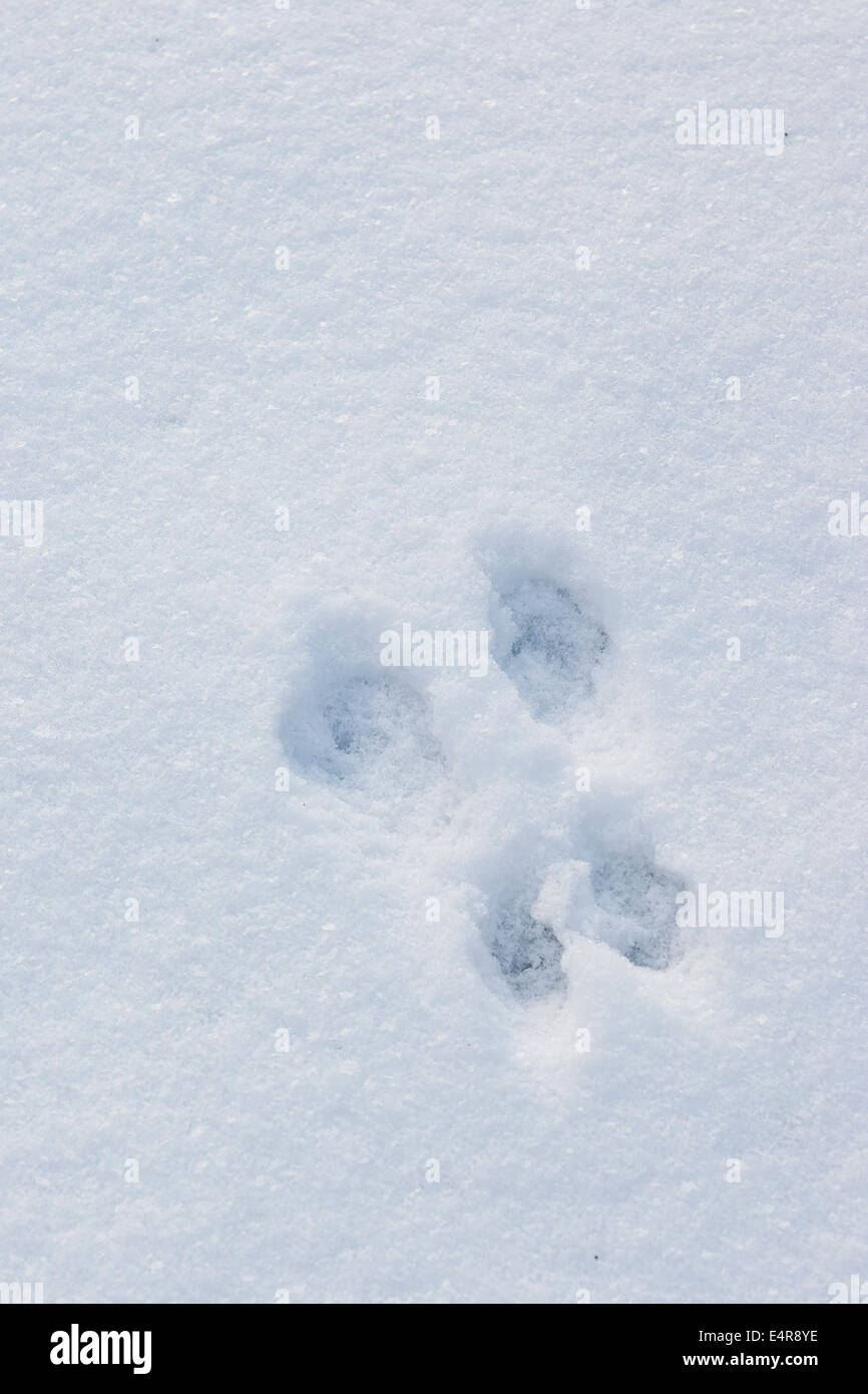 Scoiattolo rosso, Eurasian scoiattolo rosso via nella neve, Eichhörnchen, Sperone, Schnee, Trittsiegel, Sciurus vulgaris, Écureuil d'Europa Foto Stock